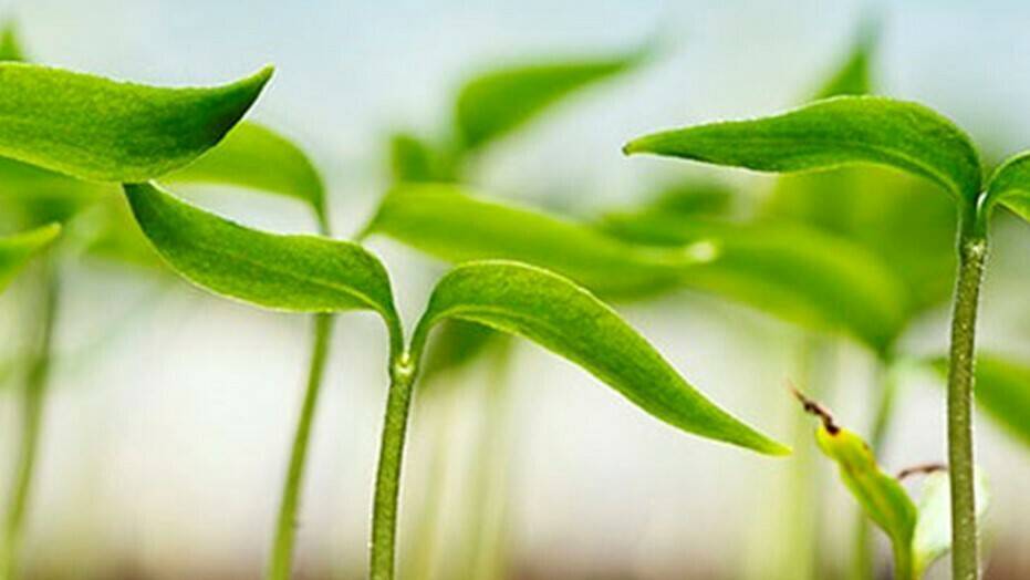 bioestimulants_world_congress-14|Biostimulants World Congress 2019